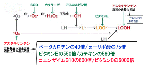 AX^LT`̌